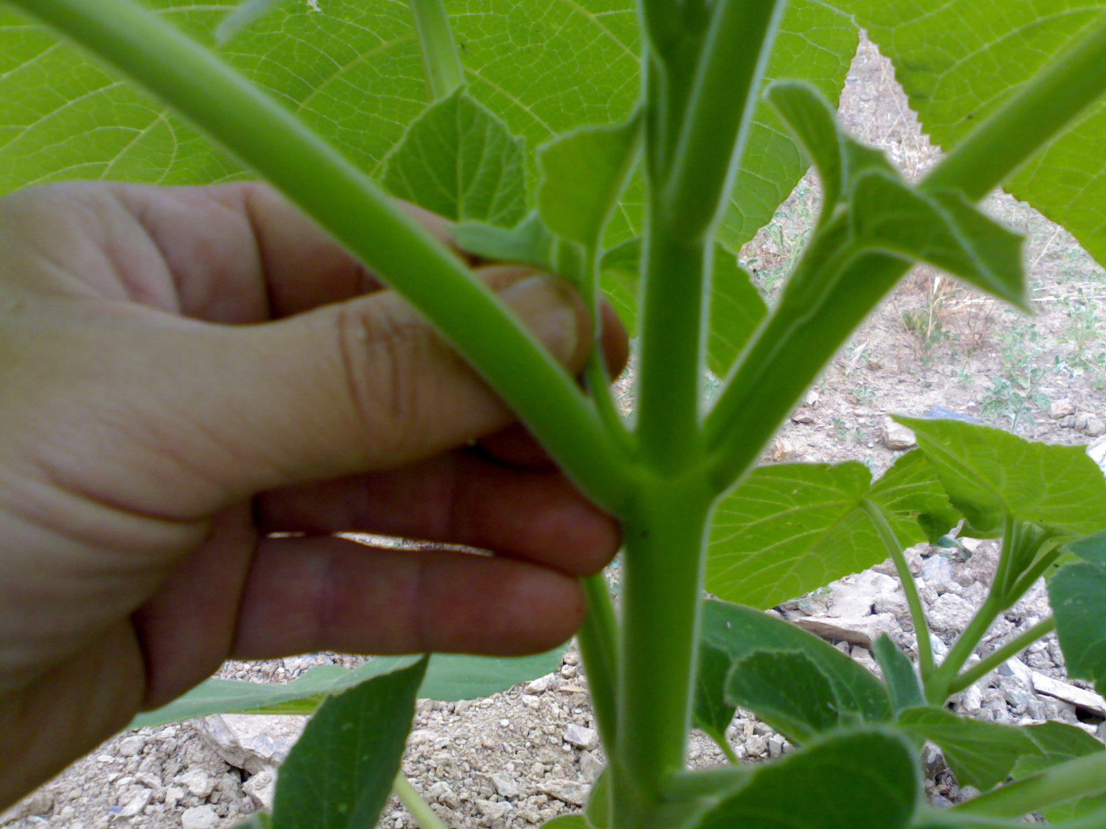 Eliminaci&oacute;n de los brotes axilares de una paulownia joven.