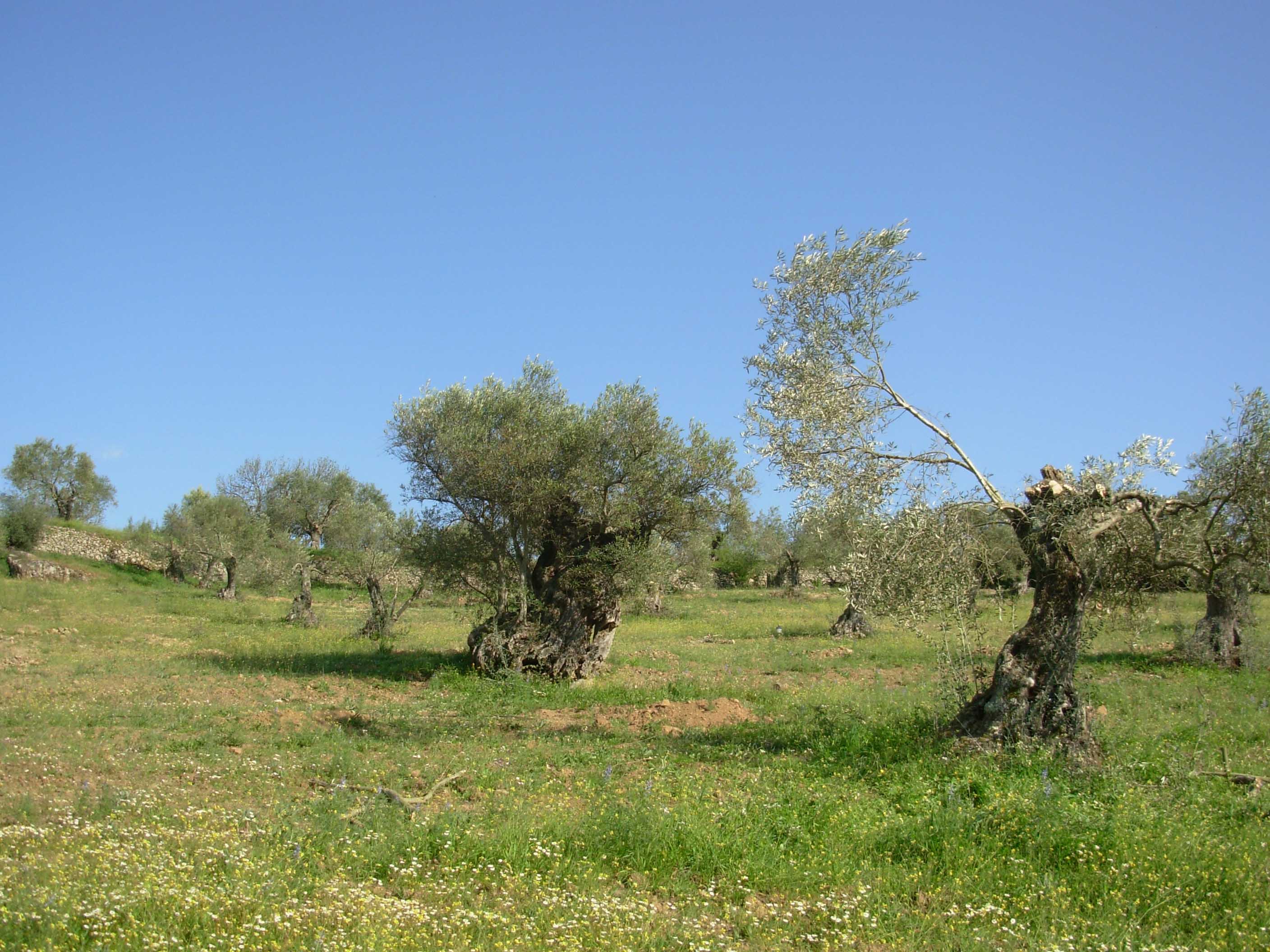 Mi peque&ntilde;a finca de Salvale&oacute;n, Badajoz