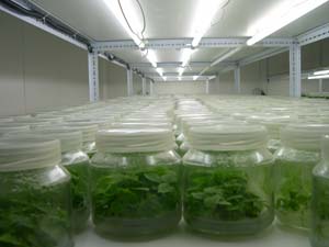 Laboratorio de In Vitro, reproduciendo la Paulownia Clon In Vitro 112&reg;