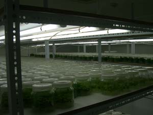 Bandeja de paulownias