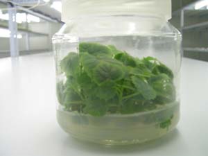 Recipiente con pl&aacute;ntulas de Paulownia Clon In Vitro 112&reg;. Cortes&iacute;a de In Vitro.