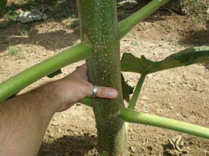 Paulownia Clon In Vitro 112&reg;. Tronco j&oacute;ven, a&uacute;n con hojas. Observa que lo que se ven no son ramas, sino LOS PECIOLOS DE LAS HOJAS.