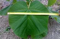 Hoja de una paulownia joven