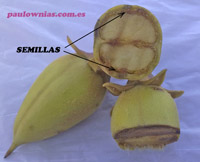 frutos de paulownia