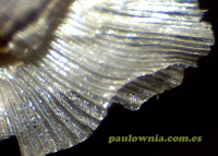 paulownia seed microscope