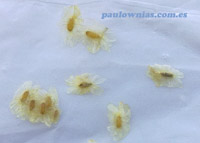 Semilla de paulownia del libro de Rob Kesseler y Madeline Harley llamado The Hidden Sexuality of the Flowers. 